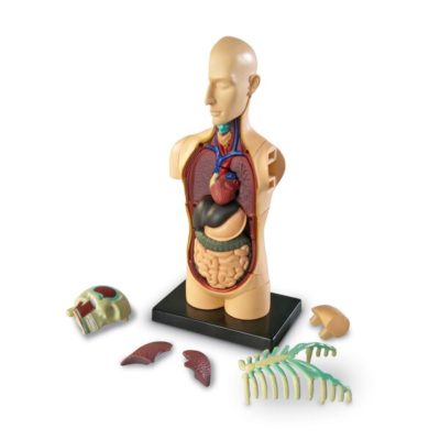 anatomy model 2