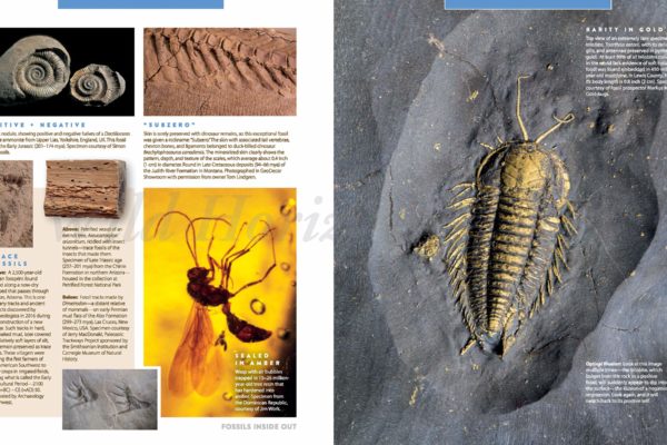 fossils 6