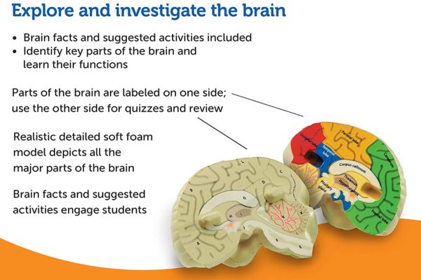 human brain foam 2