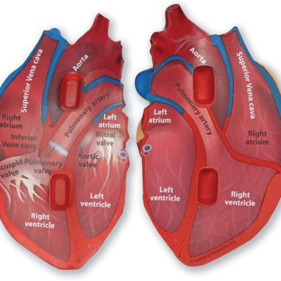 human heart foam 2