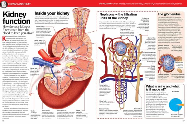 human body book 7